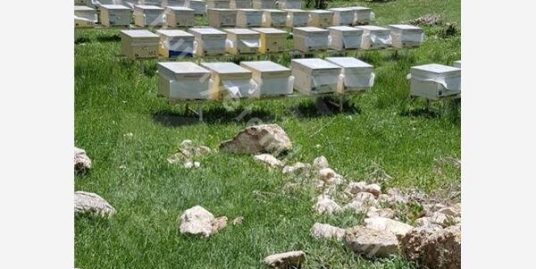 KORKUTELİ SÜLEKLER YAYLASINDA SATILIK TARLA