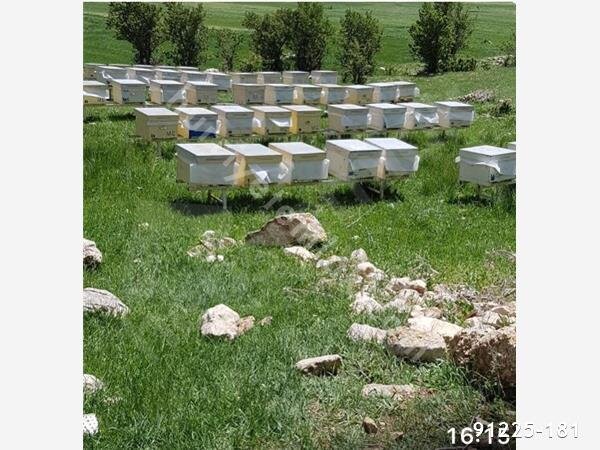 KORKUTELİ SÜLEKLER YAYLASINDA SATILIK TARLA